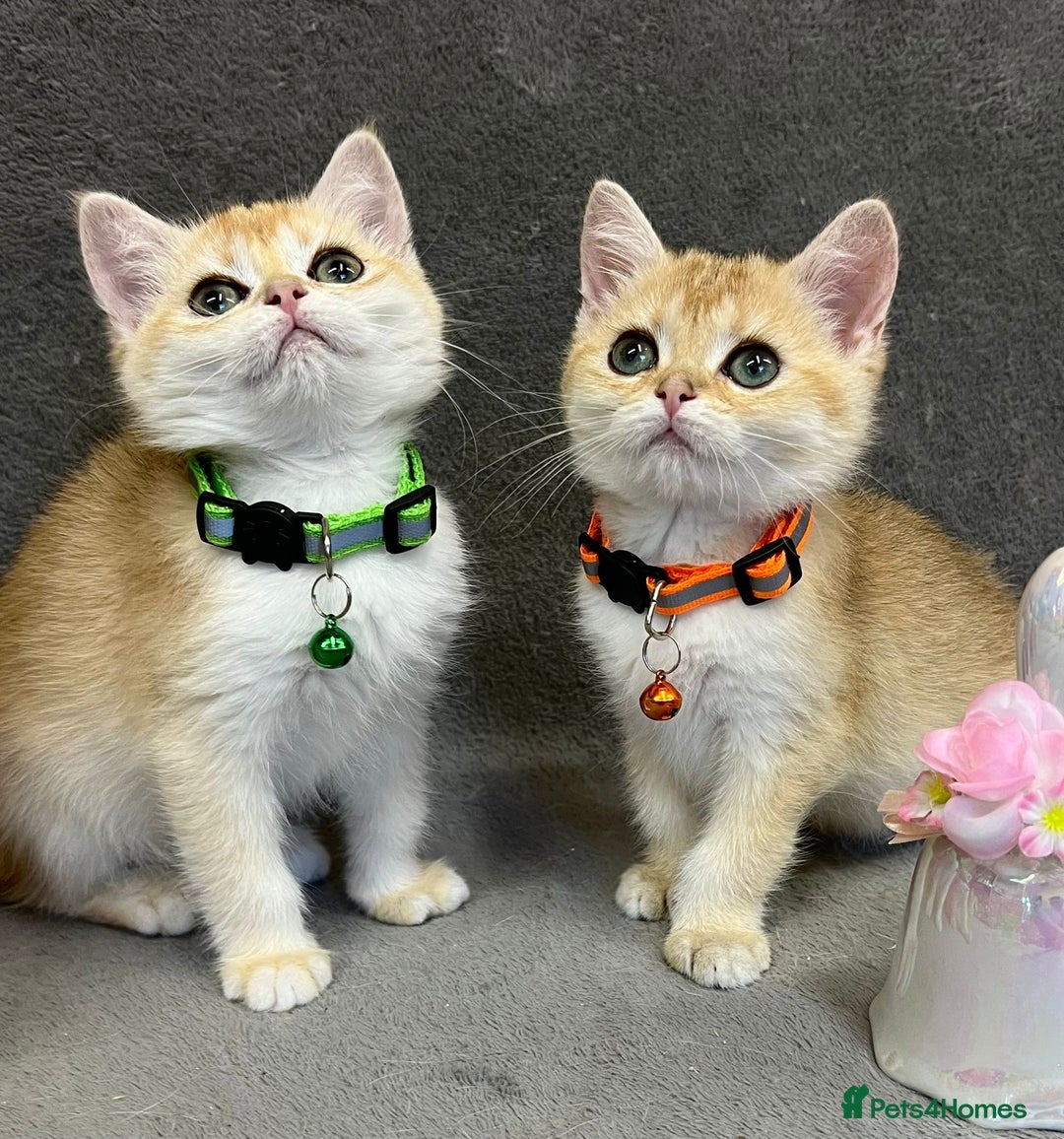 British Shorthair cats for sale: 🫶GCCF - NY12 Golden British Shorthair kittens 🫶 - Image 25