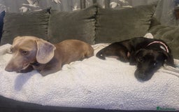 Miniature Dachshund dogs for sale: Miniature dachshund  - Image 31