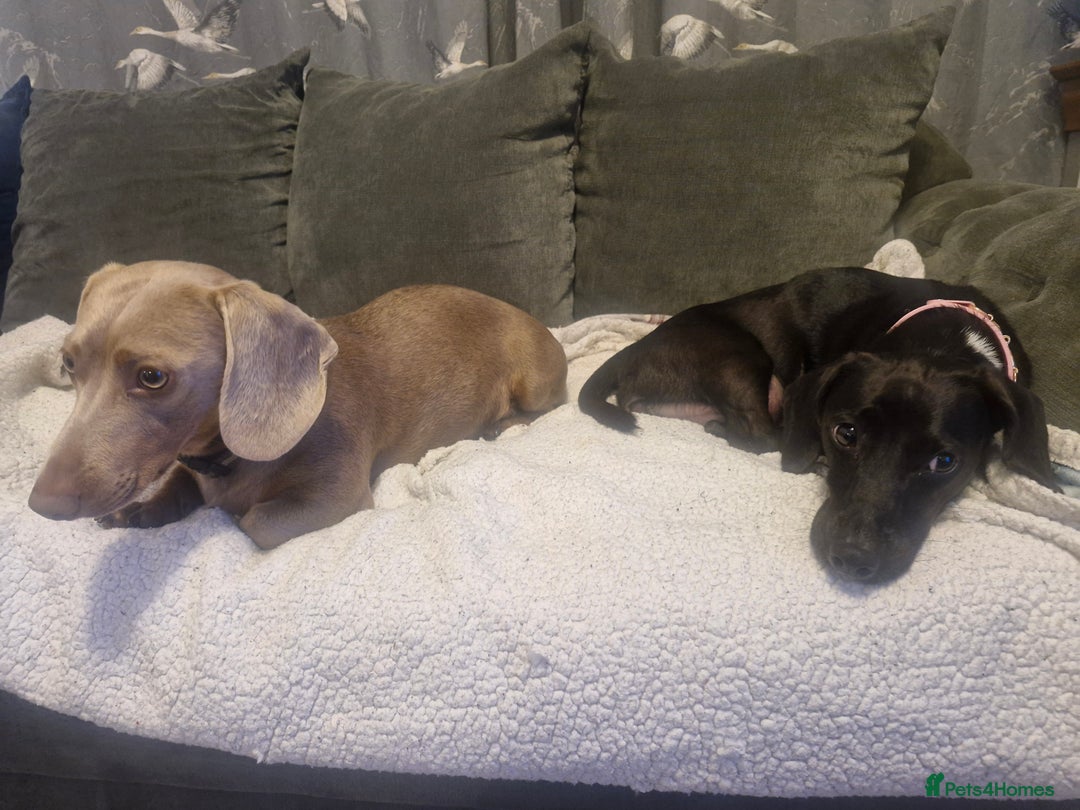 Miniature Dachshund dogs for sale: Miniature dachshund  - Image 31