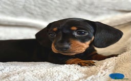 Miniature Dachshund dogs for sale: Adorable Miniature Dachshund Puppies - Image 6