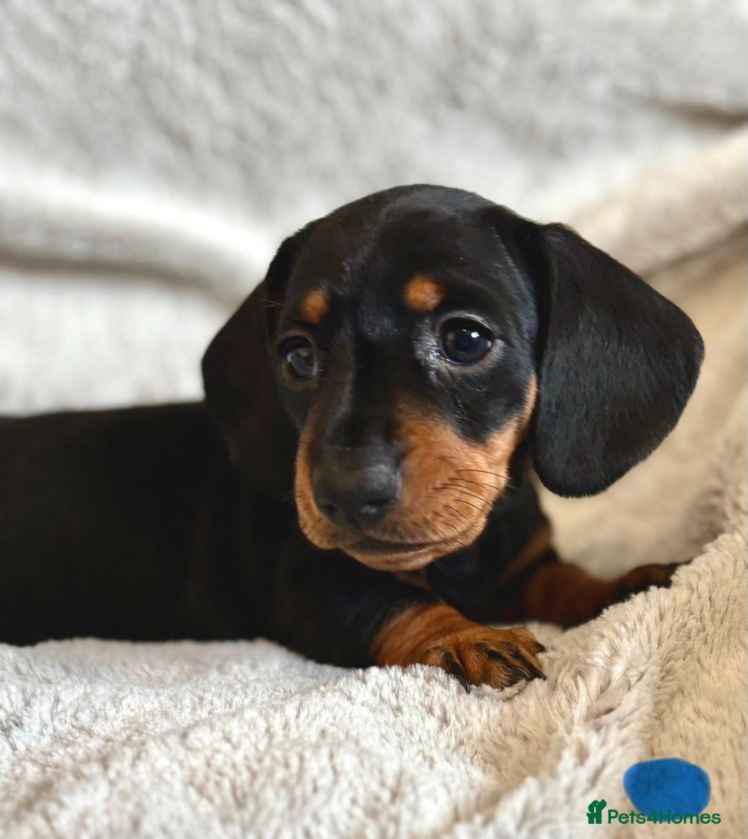 Miniature Dachshund dogs for sale: Adorable Miniature Dachshund Puppies - Image 6