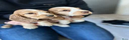Cocker Spaniel dogs for sale: Show type Cocker spaniel puppies  - Advert 2