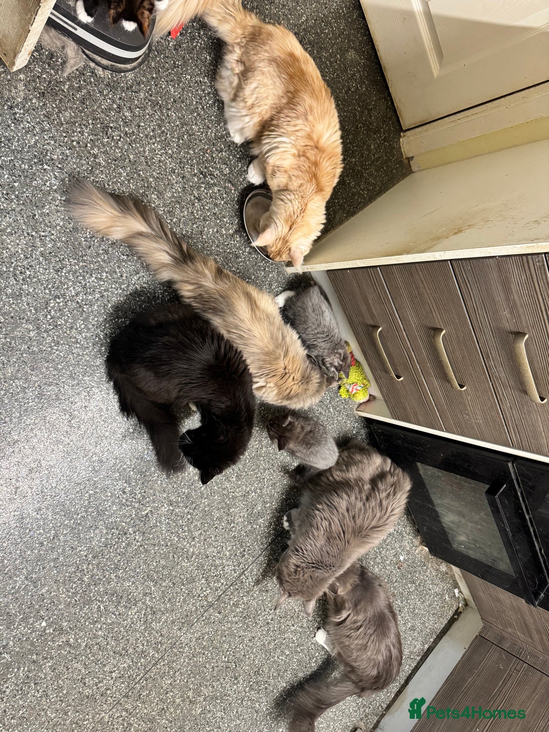 Maine Coon cats for sale: READY NOW! PEDIGREE MAINE COON GIRL  - Advert 7