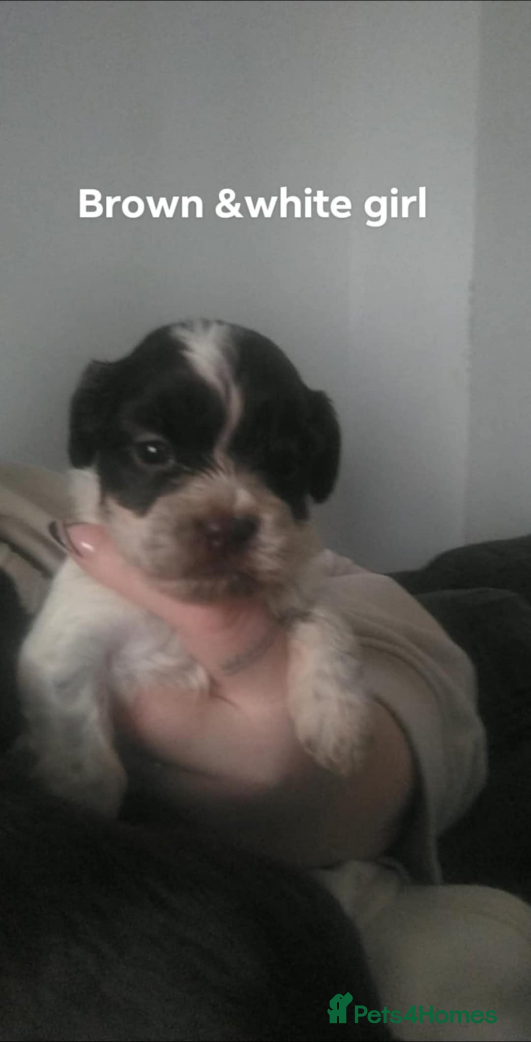 Mixed Breed dogs for sale: Cocker-zu  - Advert 13