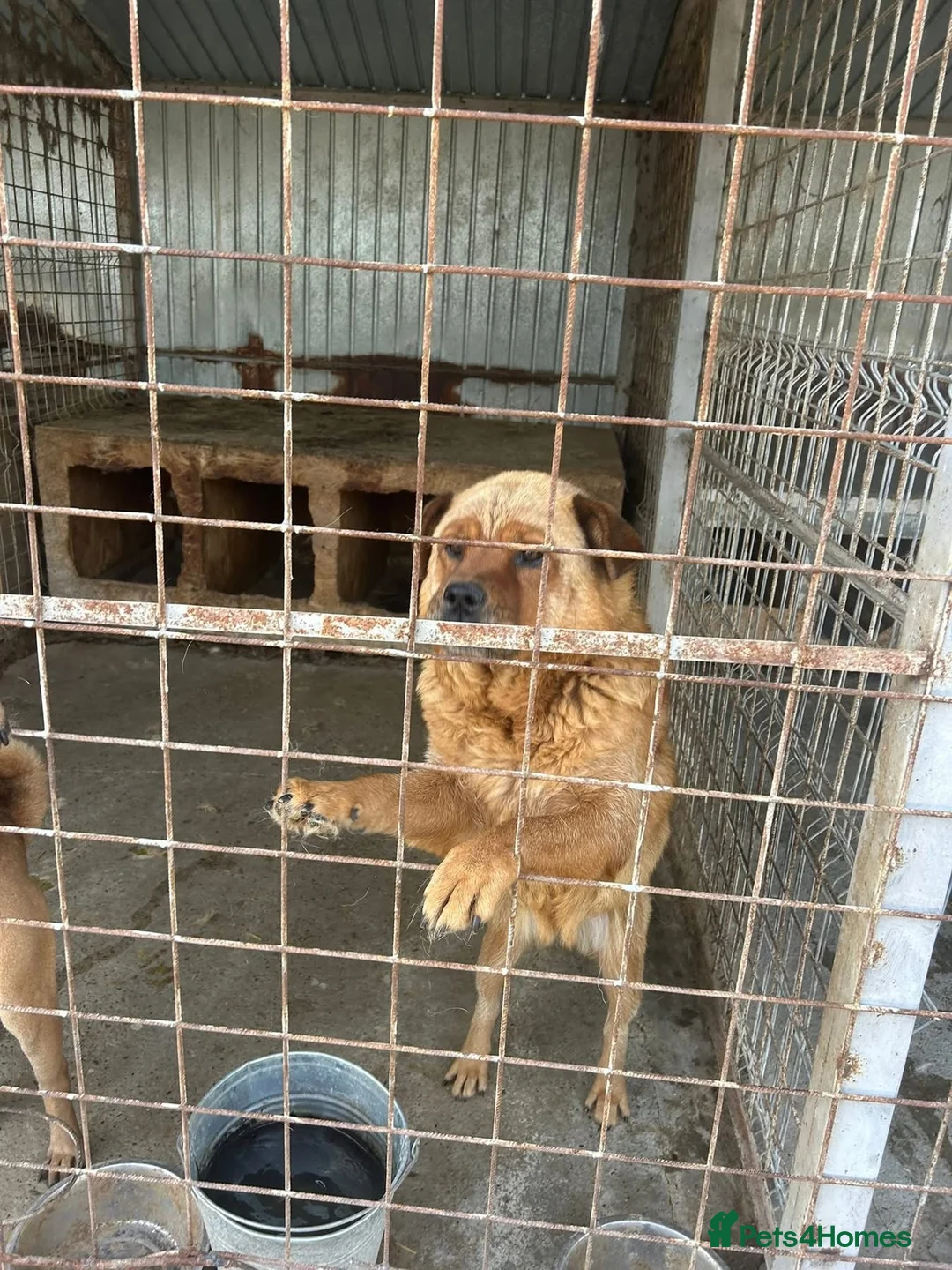 Chow Chow dogs for adoption: Princess - Norwich Norfolk  - Advert 7