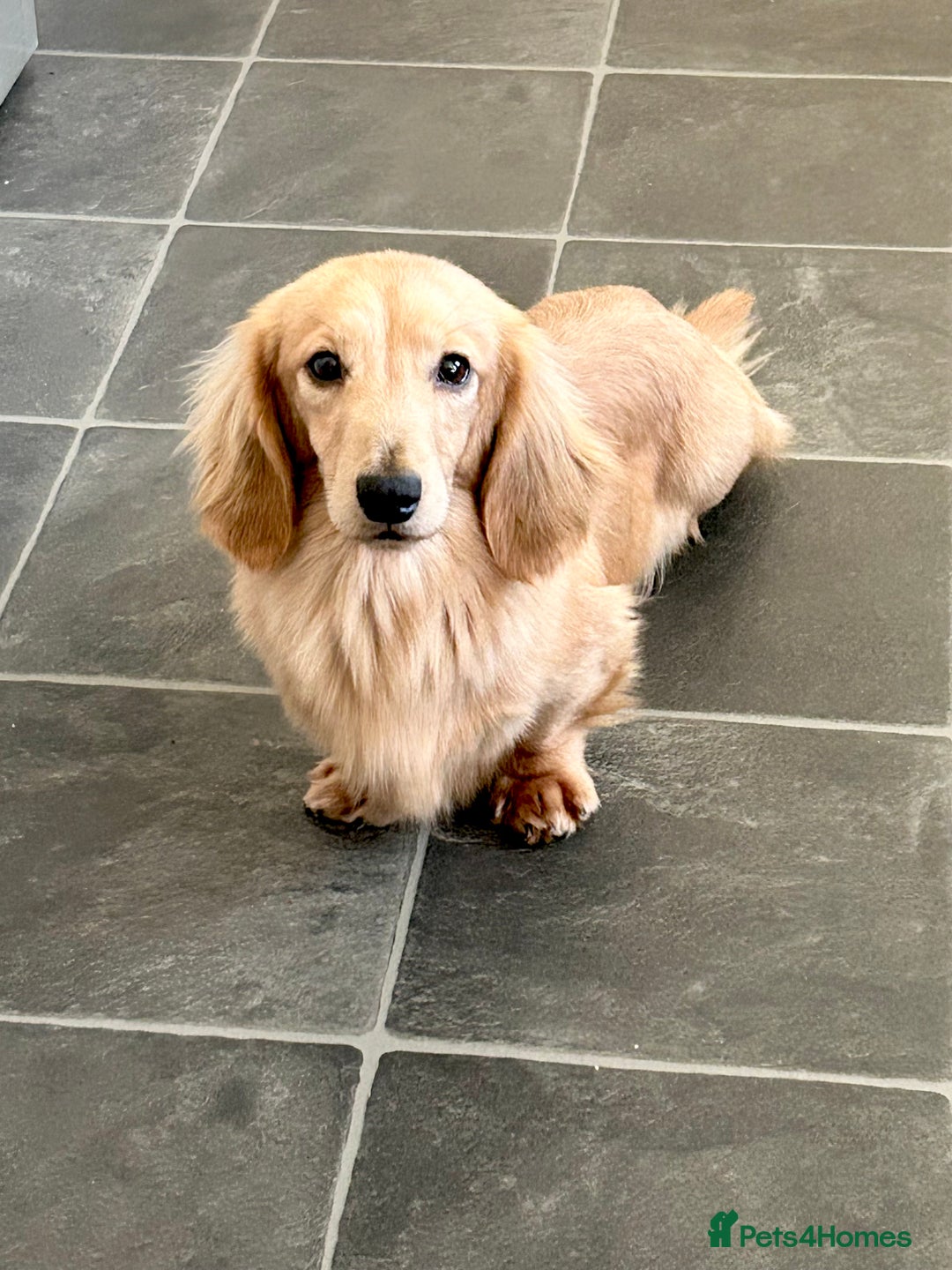 Miniature Dachshund dogs for stud: Shaded cream miniature longhaired Stud in Newton Abbot - Advert 4