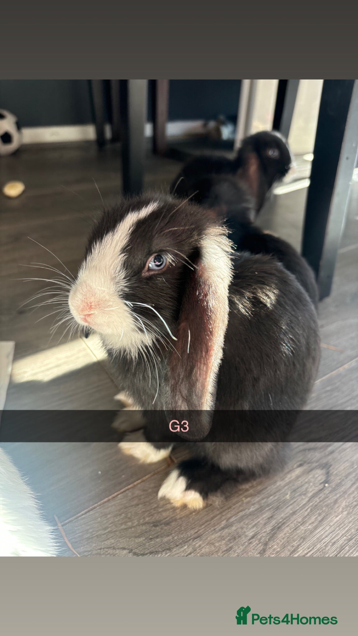 Mini Lop rabbits MINI LOPS READY NOW! - Advert 16