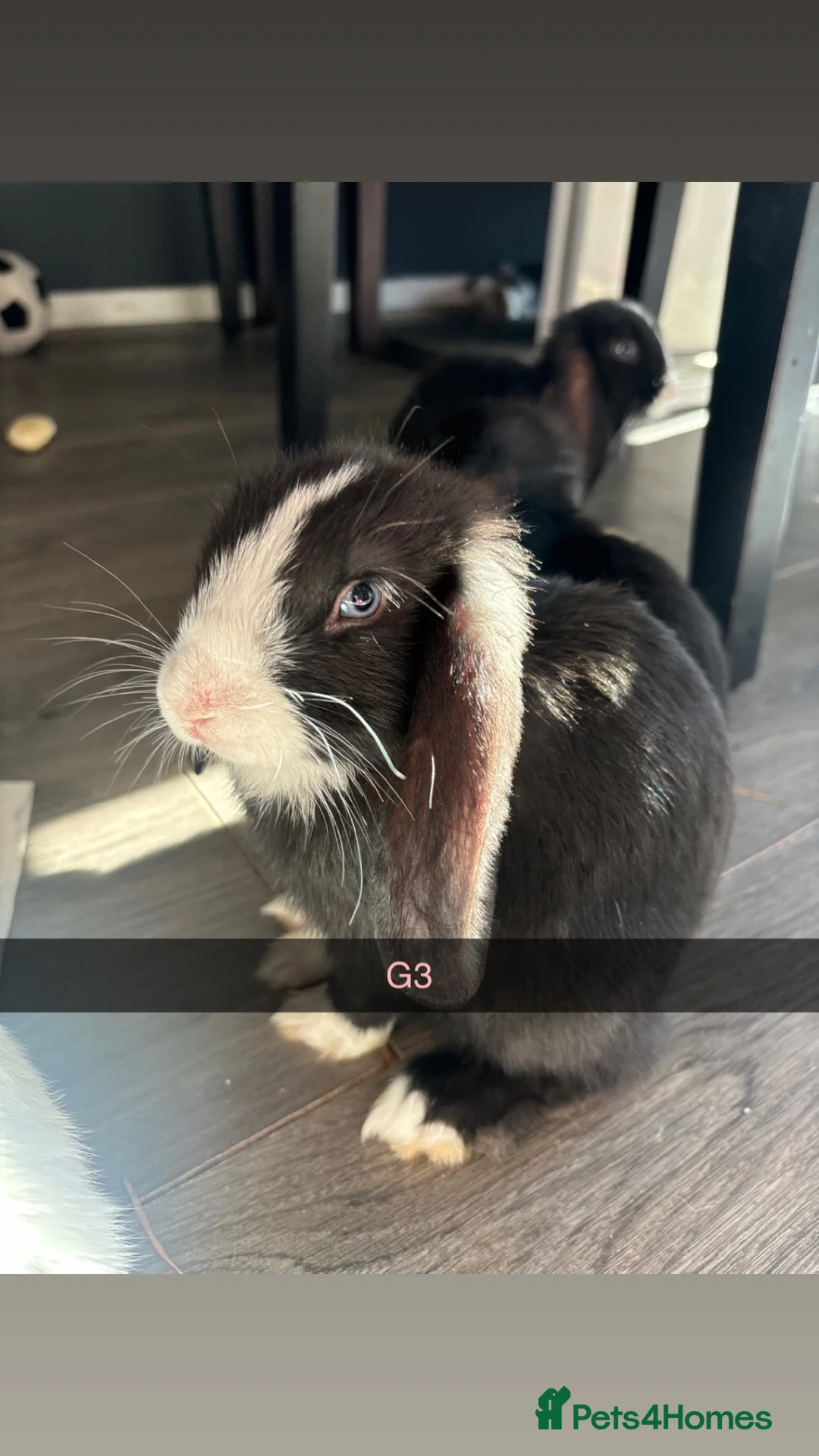 Mini Lop rabbits for sale: MINI LOPS NEED NEW HOMES - Advert 1