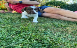 English Springer Spaniel dogs for sale: OFTAW Springer Spaniel Puppies fantastic pedigree - Image 4