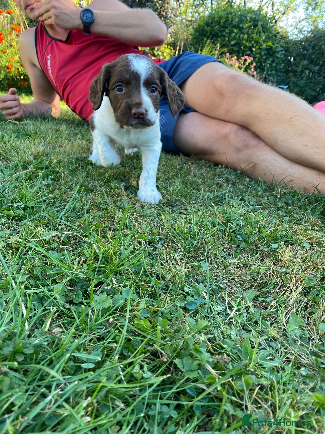English Springer Spaniel dogs for sale: OFTAW Springer Spaniel Puppies fantastic pedigree - Image 4