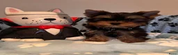 Yorkshire Terrier dogs for sale: Yorkshire terrier pups - Advert 2