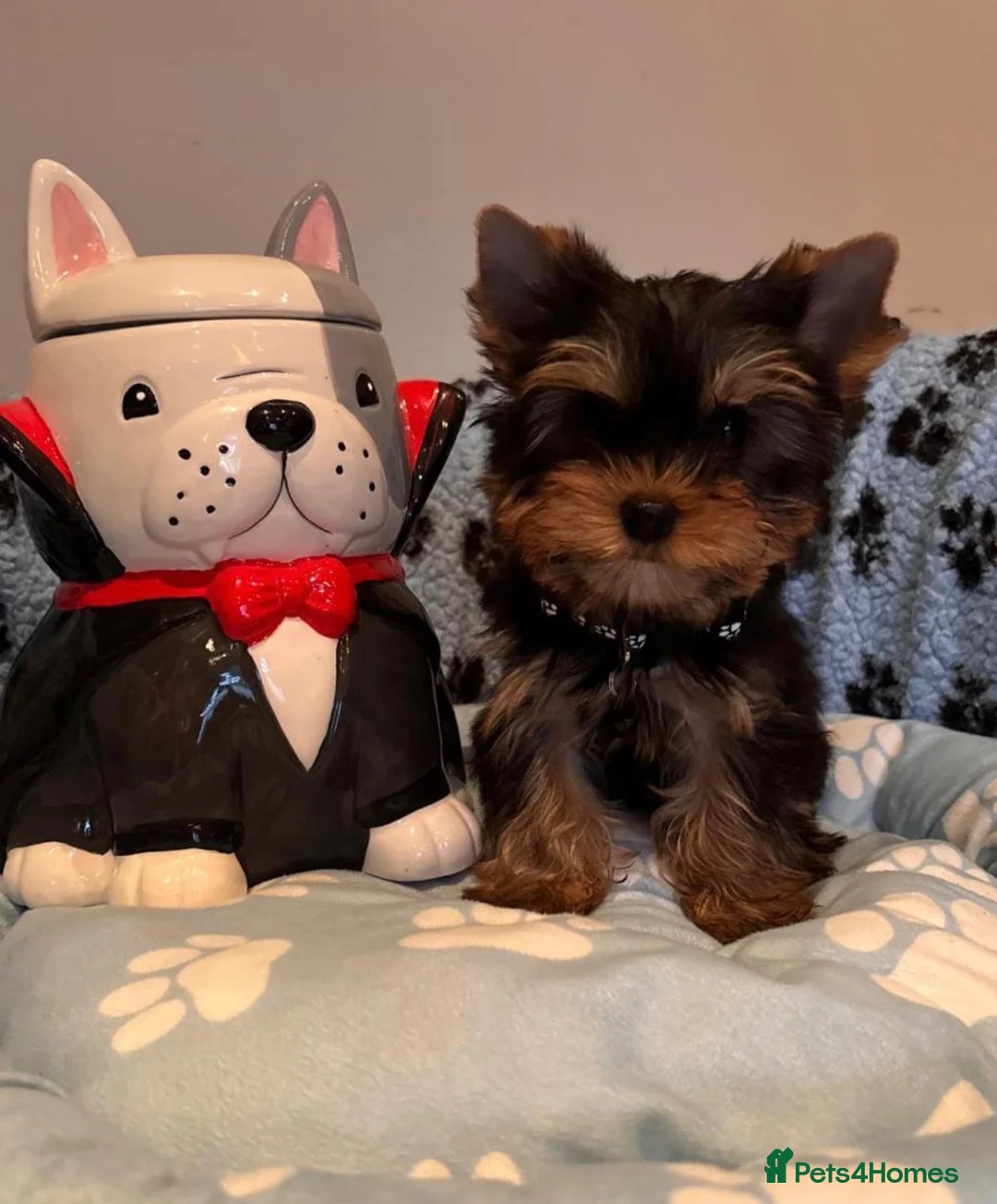 Yorkshire Terrier dogs for sale: Yorkshire terrier pups - Advert 2