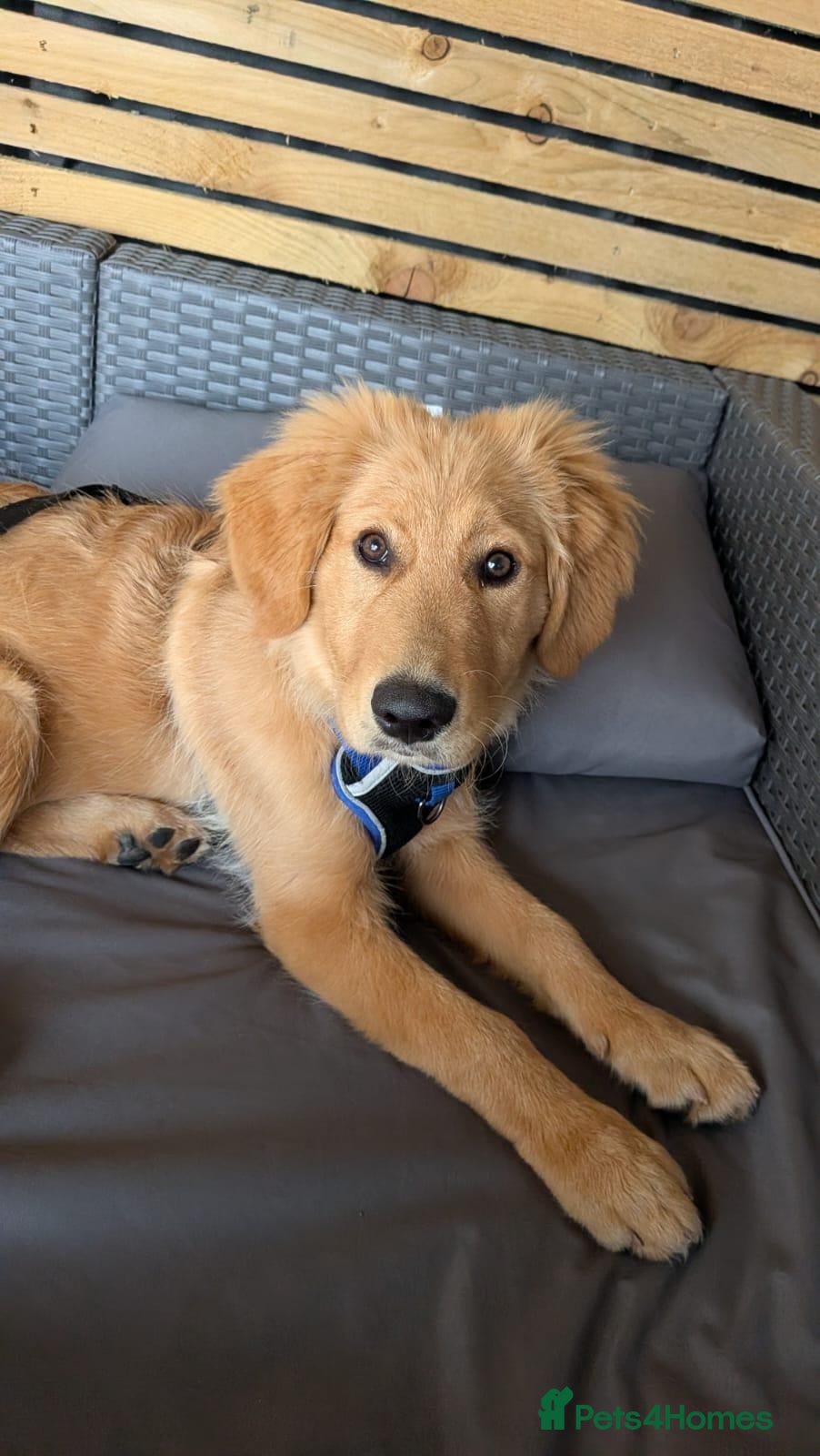 Mixed Breed dogs Charlie gorgeous 5 month old Border Retreiver  - Advert 2