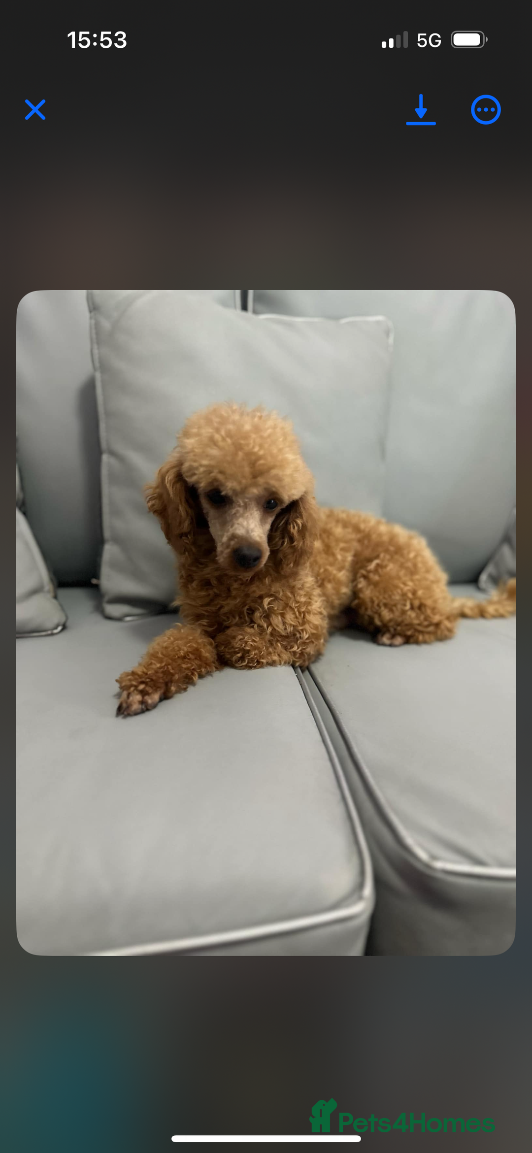 Mixed Breed dogs for sale: final reduction to find forever home  - Image 12