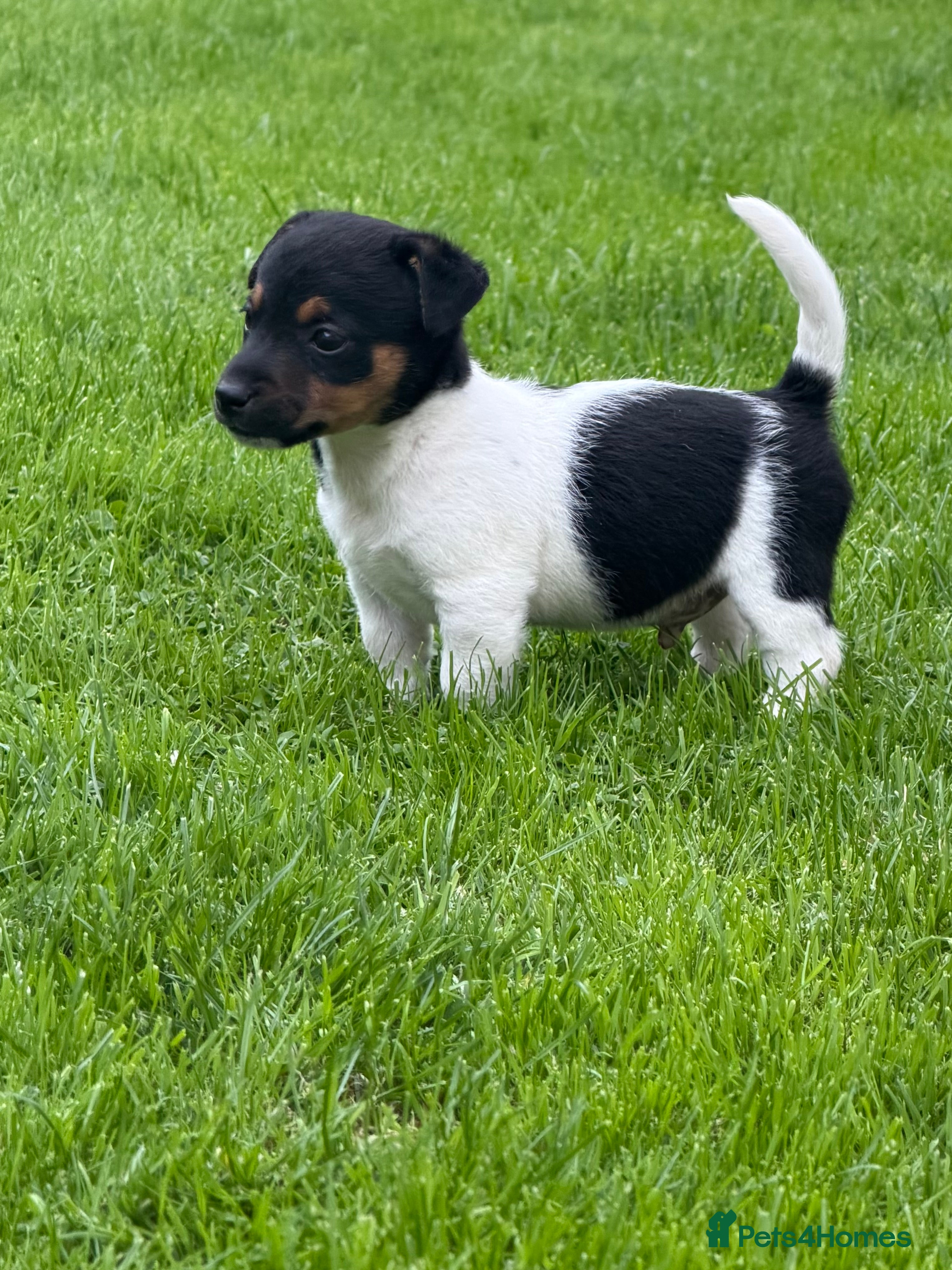 Jack Russell dogs 🐾 Traditional short legged Jack Russel puppy’s 🐾 - Advert 2