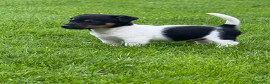 Jack Russell 1