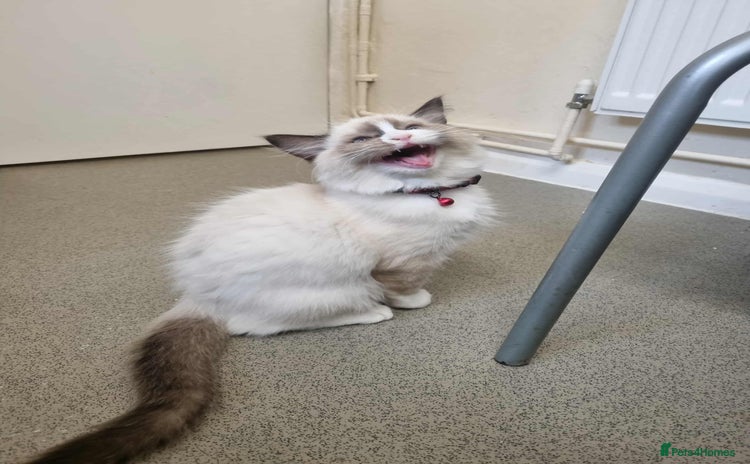 Ragdoll cats - Advert 11