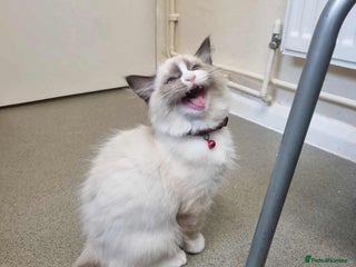 Ragdoll cats - Advert 20