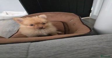 Pomeranian dogs - Advert 11