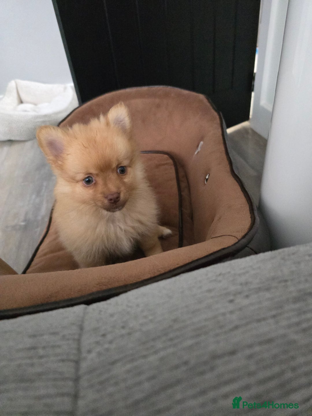 Pomeranian dogs for sale: Adorable pomeranian puppy - Image 3