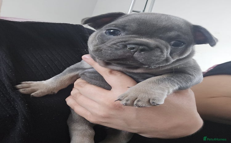 French Bulldog dogs - Advert 10