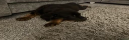 Rottweiler dogs for sale: Rottweiler puppy in Bolton - Advert 9
