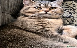 British Shorthair cats for sale: British shorthair male  - Image 2