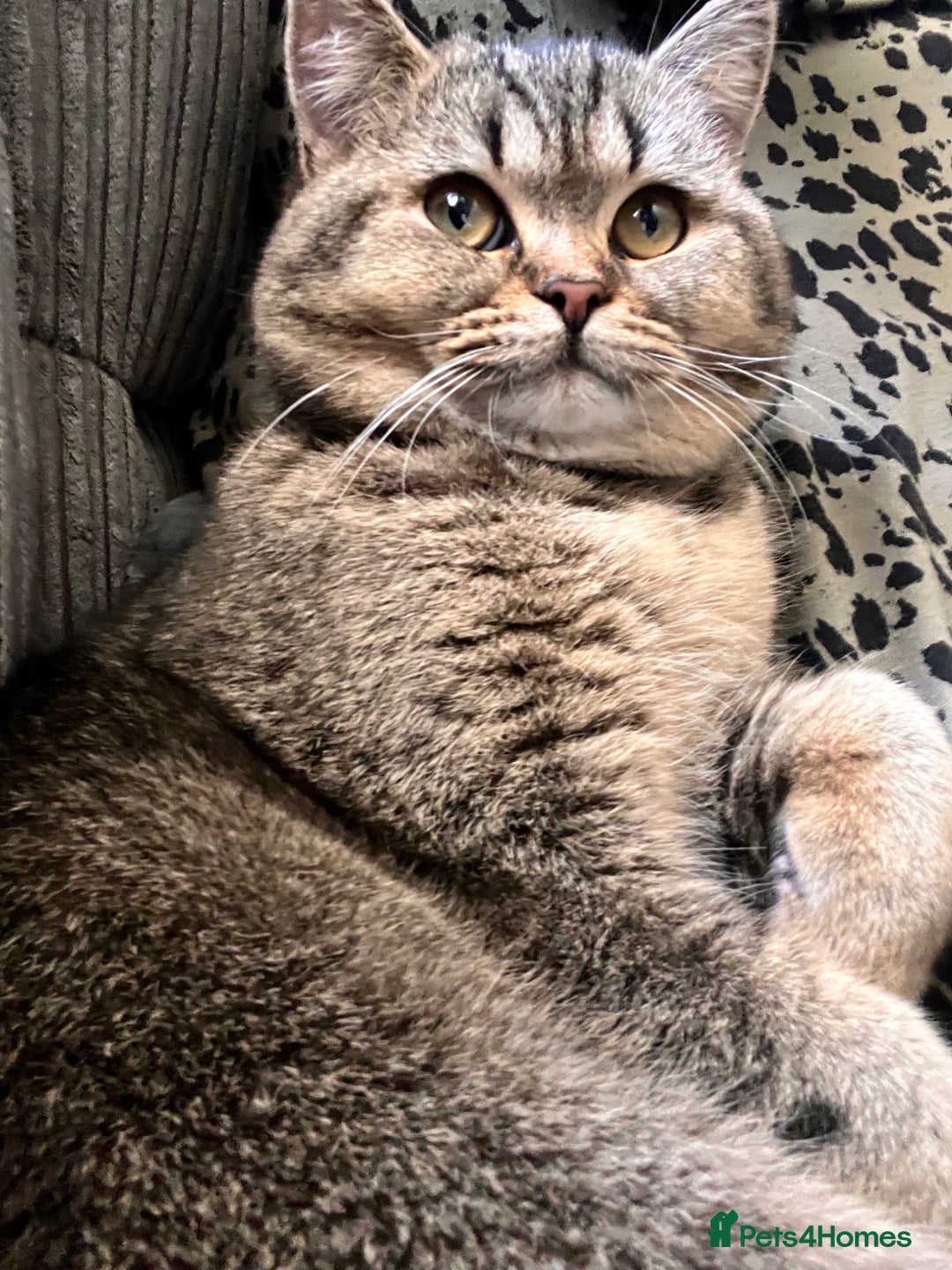 British Shorthair cats for sale: British shorthair male  - Image 2