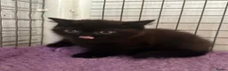 British Shorthair cats for sale: Top pedigree Bsh kittens cinnamon and chocolate  - Advert 11