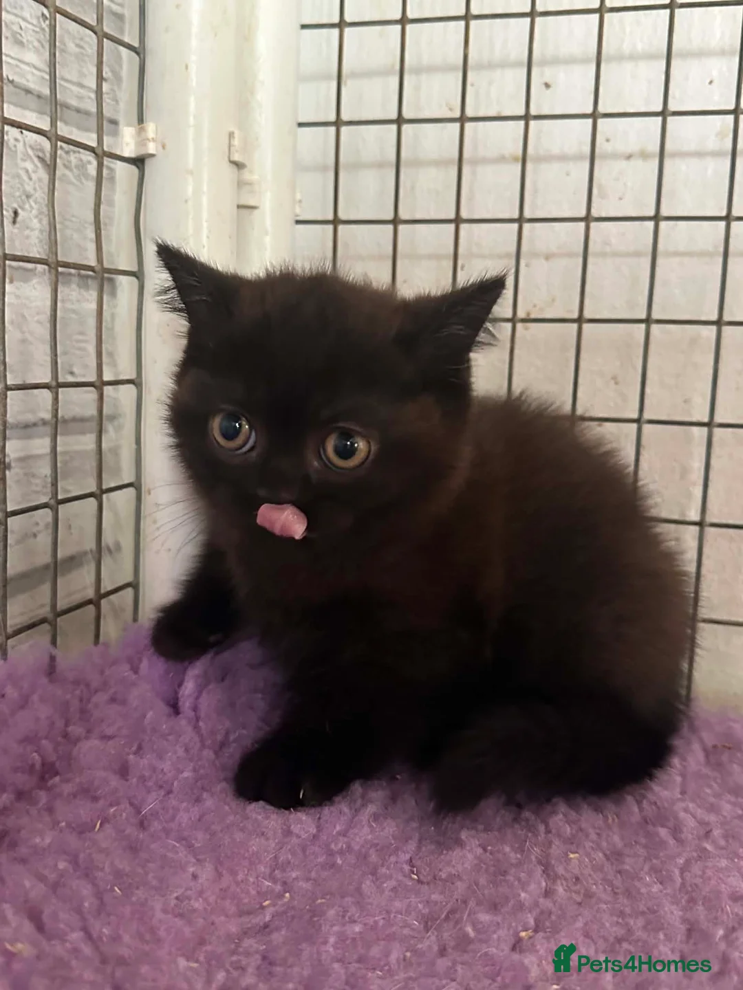 British Shorthair cats for sale: Top pedigree Bsh kittens cinnamon and chocolate  - Advert 11