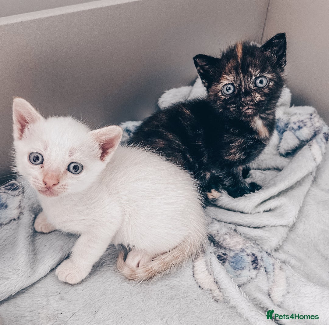 Mixed Breed cats for sale: Beautiful kittens looking for forever homes  - Image 6