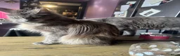 Maine Coon cats for sale: Maine Coon kittens  in Penrith - Advert 6