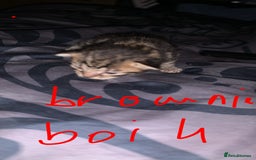 British Longhair cats for sale: Kittens for sale  - Image 9