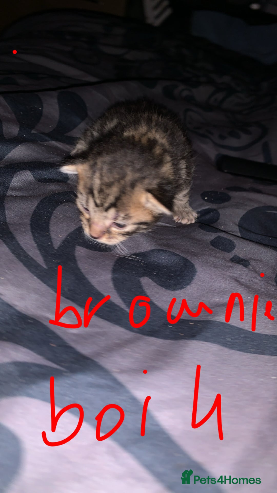 British Longhair cats for sale: Kittens for sale  - Image 9