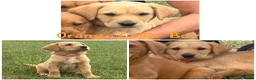 Labrador Retriever dogs for sale: 5 Gorgeous Labrador Puppies  - Advert 3