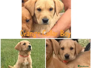 Labrador Retriever dogs 2 Gorgeous Labrador Puppies Ready Now - Advert 2