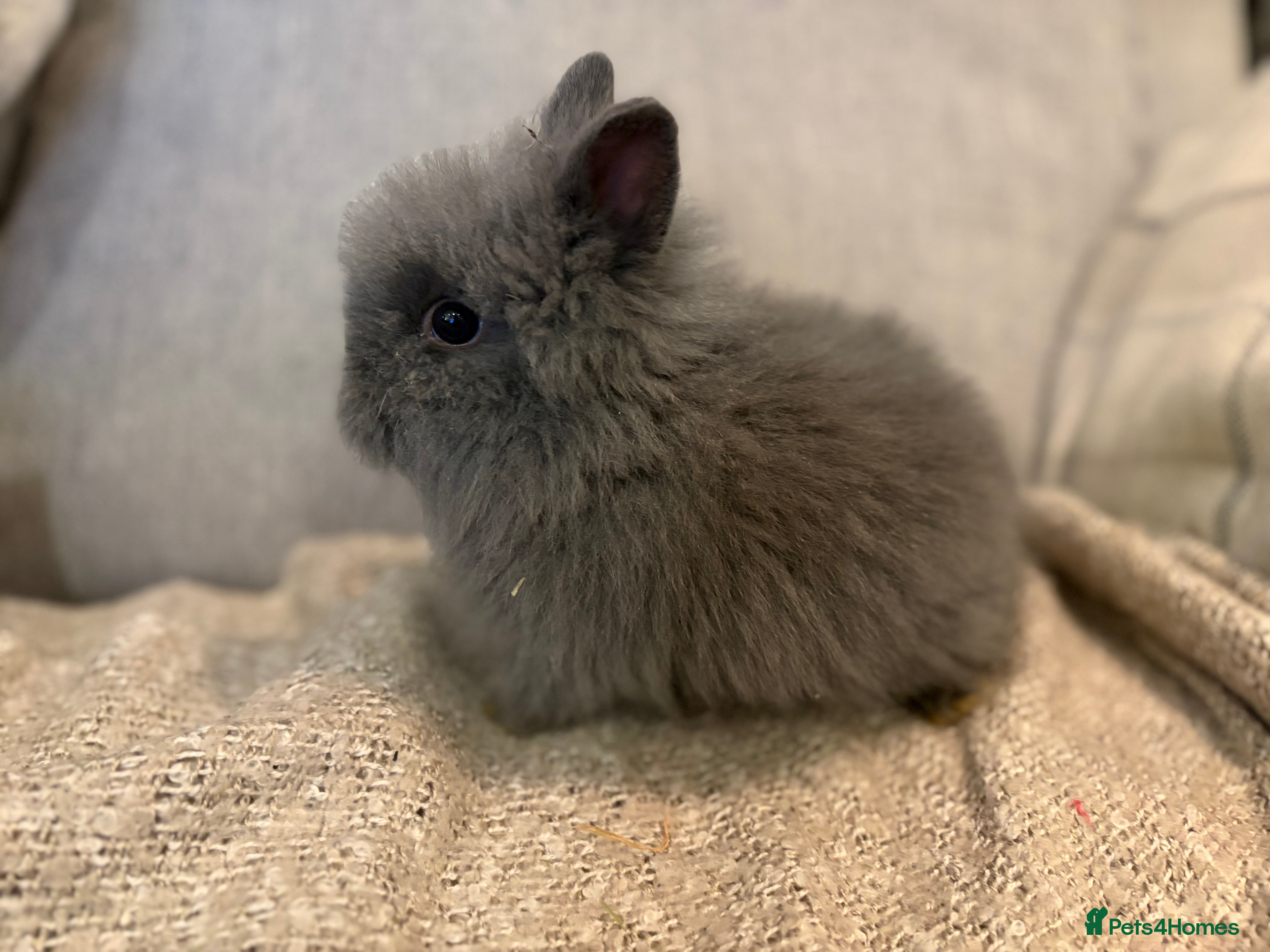 Lionhead rabbits Double mane lion head baby’s for sale  - Advert 4
