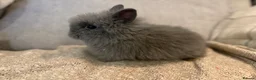 Lionhead rabbits for sale: Double mane lion head baby’s for sale  - Advert 5