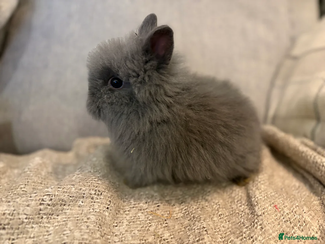 Lionhead rabbits for sale: Double mane lion head baby’s for sale  - Advert 5