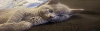 British Shorthair 2