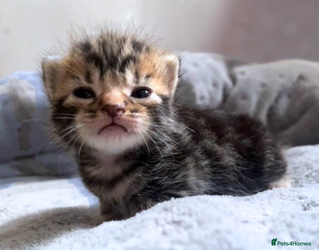 Maine Coon cats for sale: Maine coon x kittens for sale - Image 4