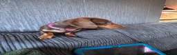 Miniature Dachshund dogs for sale: Two miniature dachshunds - Advert 5