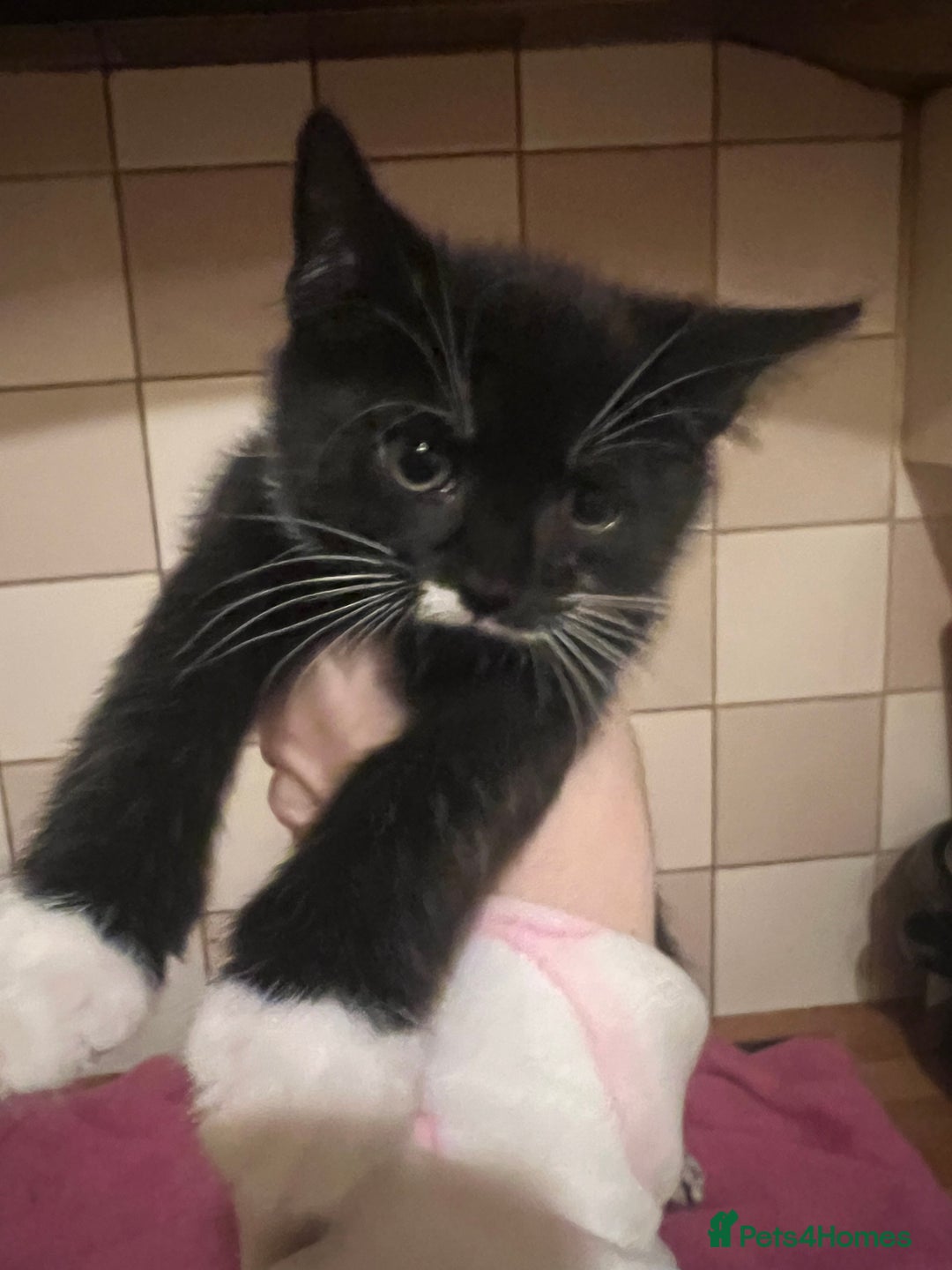 Domestic Shorthair cats for sale: Beautiful boy available  - Advert 2