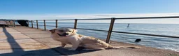 Golden Retriever dogs for sale: KC REGISTER GOLDEN RETRIEVERS PUPPIES - Advert 2