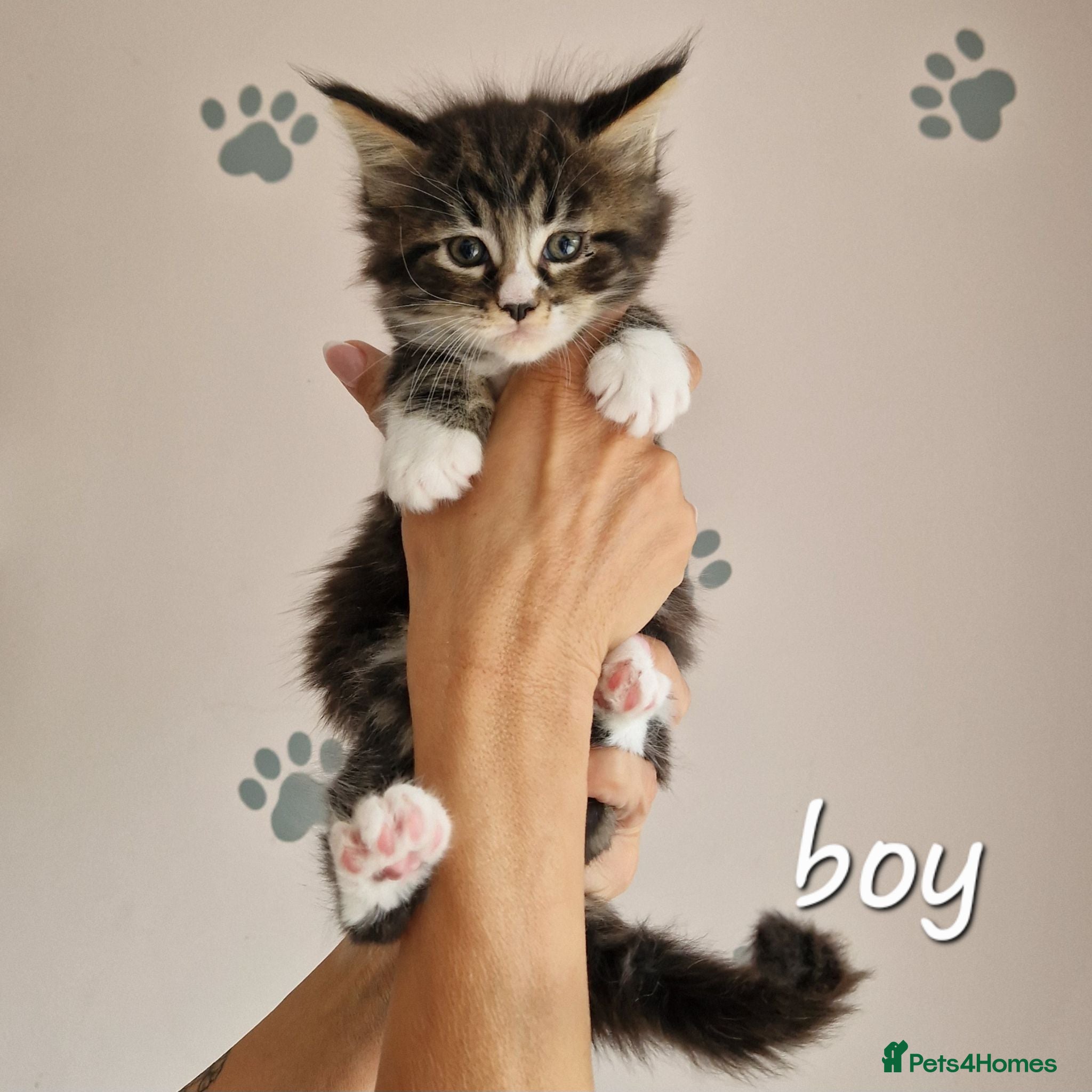 Maine Coon cats Pedigree XXL mainecoon kittens  - Advert 1