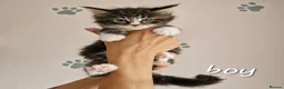 Maine Coon cats for sale: Pedigree XXL mainecoon kittens  - Advert 1