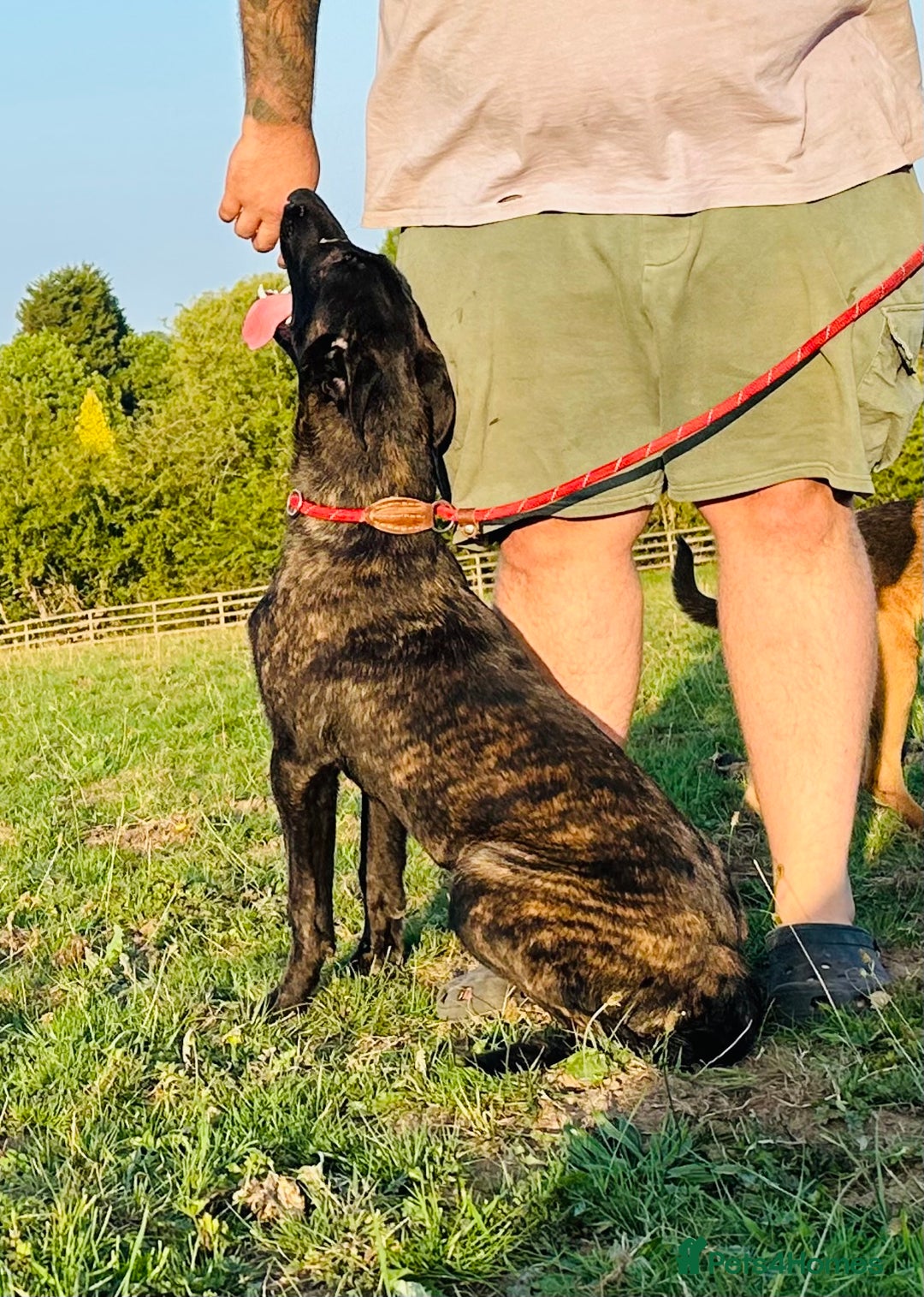 Belgian Shepherd Dog dogs for sale: Belgian Malinois / Dutch Herder  - Image 11