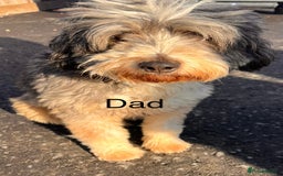 Mixed Breed dogs for sale: Cocker spaniel + Tibetan terrier =kobetan - Image 2