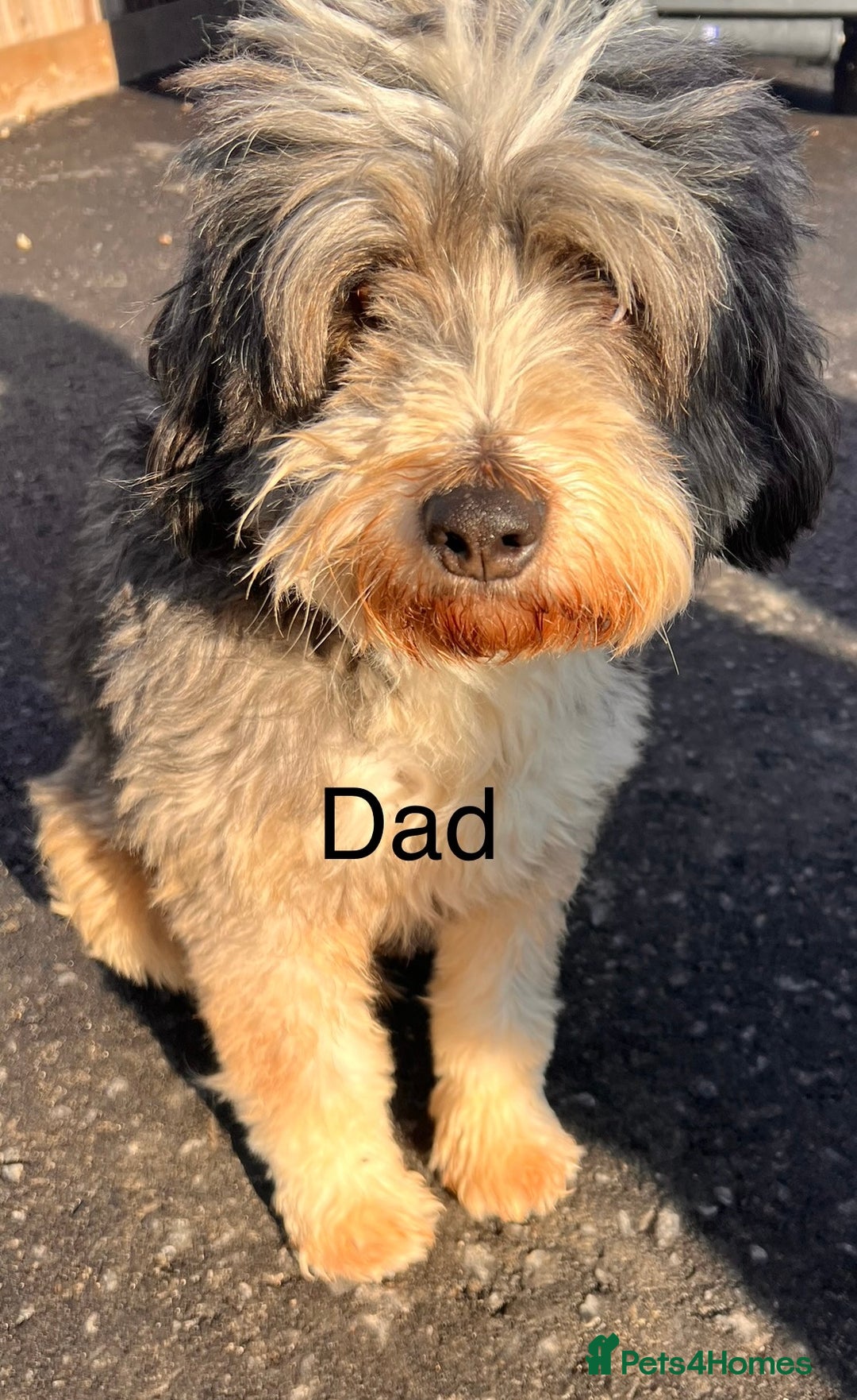 Mixed Breed dogs for sale: Cocker spaniel + Tibetan terrier =kobetan - Image 2