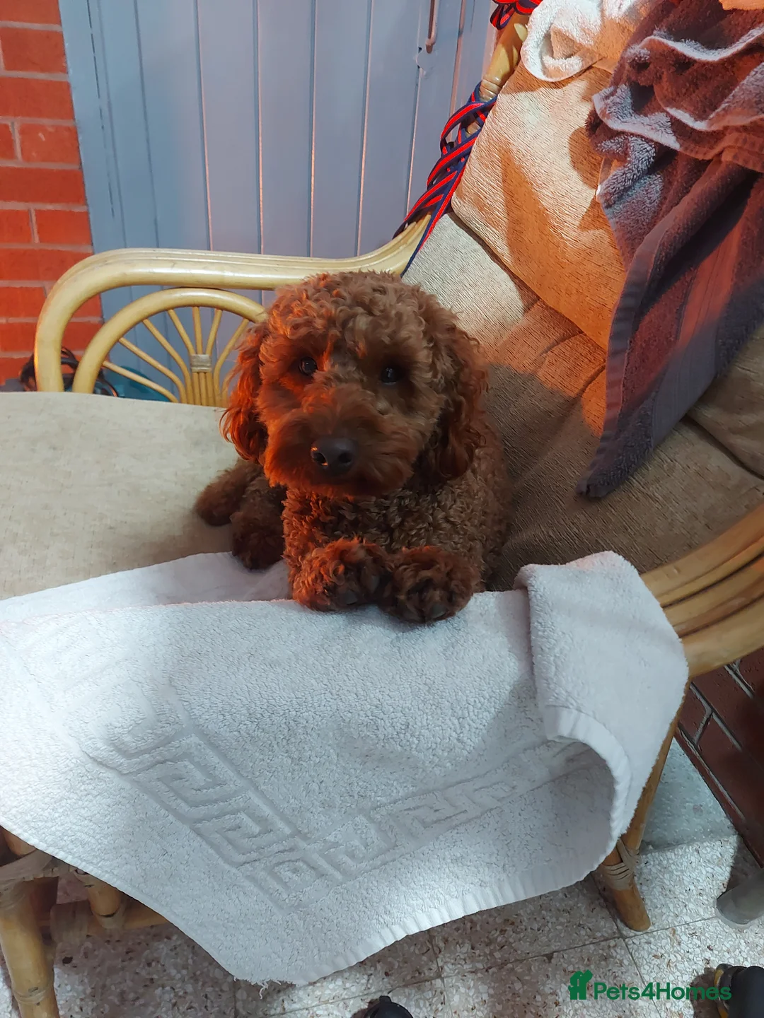 Miniature Poodle dogs for stud: OUR BARRY-KC REGISTERED MINIATURE POODLE FOR STUD in Preston - Advert 26